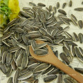 Supply all kinds of hybrid Sunflower seed 5009/3638/3939/1121/363